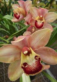 My Cymbidium Orchid Sunset Delight X Uluru Orange The Flowers Are Large Showy And The Colours Are Luminous Dreamy A Orchid Flower Orchids Beautiful Orchids