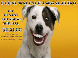 Check spelling or type a new query. Doral Welfare Animal Clinic Doral Local Guide Powered By Radius