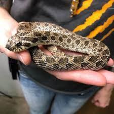 Little Rescued Hognose Snake We Got In Today At Reptile Rapture Looks To Be Blind In Both Eyes Hognose Snake Reptile Store Snake