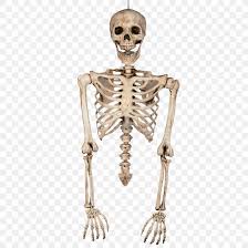 There are many types of organs with completely different purposes. Human Skeleton Bone Torso Human Body Png 908x908px Skeleton Anatomy Bone Homo Sapiens Human Download Free