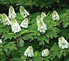 Hydrangea Quercifolia Snow Queen Hydrangea Quercifolia Hydrangea Landscaping Oakleaf Hydrangea
