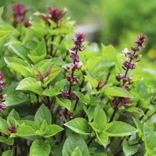 Image result for Ocimum americanum