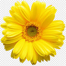 Is a genus of plants in the asteraceae (daisy family). Yellow Gerbera Daisy Png Pngegg