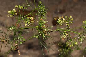 Image result for Apium leptophyllum