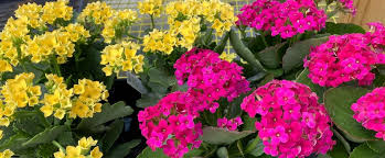 Flowers are us proudly serves monmouth and the surrounding areas. Greenhouse Flower Shop Landscaping Services Monmouth Me Stevens Farm Greenhouses