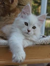 Black And White Maine Coon Kittens For Sale Pin On Maine Coon Cat