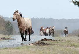 Fun Things To Do On Chincoteague Island With Kids