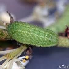 Image result for Satyrium sceptrum