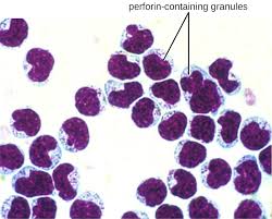 Cellular Defenses Microbiology