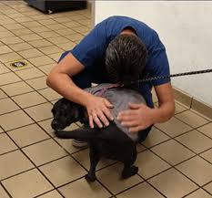 (1520 nw 52nd st, miami, fl miami / dade county ) hide this posting restore restore this posting. Boynton Beach Dog Seen Punched On Video By Owner Has New Home Pet Rescue Report