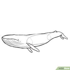 Maybe you would like to learn more about one of these? How To Draw A Blue Whale 4 Steps With Pictures Wikihow