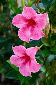 Image result for Mandevilla