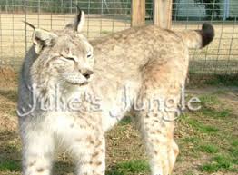 Born 17 december 2020, available at 8 weeks. Lynx For Sale