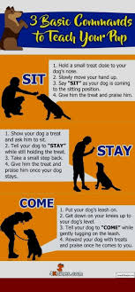 How To Train Your Dog To Walk Without A Leash And Pics Of How To Train Your Dog To Go Potty On Demand Tip Puppy Training Dog Training Obedience Aggressive Dog