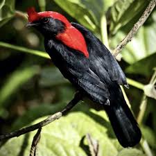 pin by mboonyong on birds animals birds bird