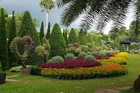 Pokok tanaman nadir untuk tujuan estetika, penyelidikan dan. Tumbuhan Untuk Reka Bentuk Landskap 314167 Info