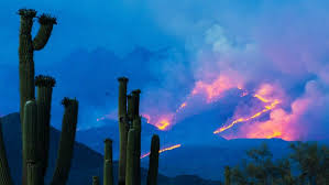 A cactus has no limits in throwing the number of colleagues under the bus but generally singles out 1 certain colleague who is already not in favour with the said boss. Bush Fire Evacuations Ordered As Mangum Bighorn Fires Continue