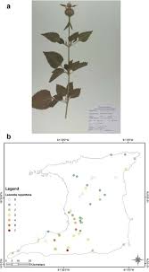 Image result for Vernonia nepetifolia