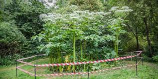 Wind damaged leaves will look like other issues, like nitrogen toxicity and or watering issues. How To Identify Giant Hogweed The Plant That Can Cause Severe Burns And Blisters