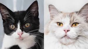 These cats do not exist learn more: This Cat Does Not Exist Stylegan2 Ada Generates Cats Youtube