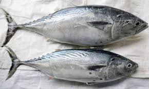 Nelayan kecil samporna sabah dapat 9 tan ikan putih. Kenali Ikan Aya Kurik Tongkol Umpan
