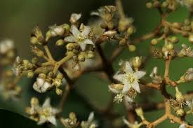 Image result for Harungana madagascariensis