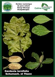 Image result for Gardenia ternifolia