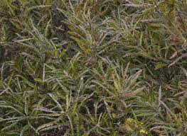 Image result for Tinnea apiculata