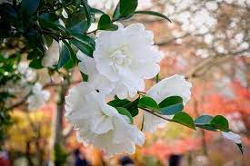 Camellia Sasanqua Mine No Yuki Camellia Mine No Yuki Mine No Yuki Camellia Camellia White Doves Camellia Snow On The Dragon Garden Camellia Bloom