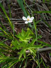 Image result for Clematis uhehensis