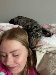 Dachshund Play Dates and Pup Sitters in San Diego