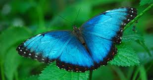 Love This Beautiful Blue Butterfly From The Missouri Botanical Garden Butterfly House Butterfly House Morpho Butterfly