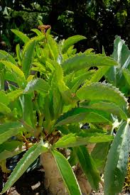 Image result for Cyphostemma