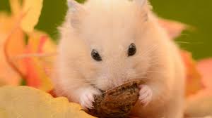 The front paws of hamsters are modified hands, allowing them great dexterity when handling food. 11 Adorable Facts About Hamsters Mental Floss