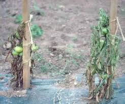 Image result for tomato seedling damping off