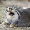 63 more recent studies in suburban upstate new york and massachusetts found no cat remains in 24 and 226 fisher diet samples (scat and stomach contents) respectively. 1