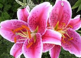Each bulb variety will have specific planting depth requirements. How To Grow Summer Flowering Bulbs Planting Maintenance Advice