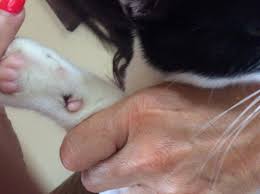 The dew claw does serve certain practical uses. My Cat Has Been Licking His Paw All Morning And We Ve Noticed That He S Ripped His Claw Out On His Right Front Paw It Doesn T Seem To Petcoach