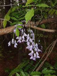 Image result for Lessertia macrostachya