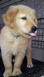 They also receive their first vaccinations the puppies will be an english cream/american golden mix which gives the puppies a medium to light cream color. Blaze Our Golden Retriever Lab Mix Lab Mix Puppies Golden Retriever Lab Mix Puppy Cool Pets
