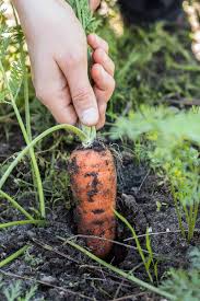 How to keep carrots from the garden. How To Grow Carrots In Containers Gardener S Path