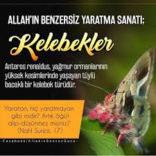 Sibel Budak Adli Kullanicinin Sanat Eserleri Panosundaki Pin Kelebekler Ve Sanat Eserleri