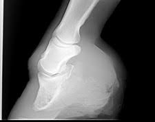 This most often occurs when a horse is two to six months old, due to rapid growth, nutrition imbalances, overexertion, or genetic predisposition. Equine Club Foot