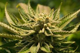 What is the strongest hemp flower. 8 Benefits Of Smoking Cbd Hemp Flowers 2021 The Cbd Benefits