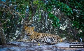 Der sigiriya rock ist eine der bekanntesten sehenswürdigkeiten in sri lanka. Sri Lanka Highlights Top 5 Sehenswurdigkeiten Erlebnisse