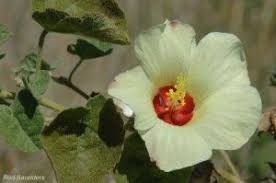 Image result for Pavonia senegalensis