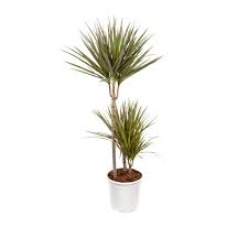 Drachenbäume mit wunderschönem blattwerk, dracaena werden vor allem wegen ihrer zauberhaften blätter und ihrem. Dracaena Marginata Bicolor Drachenbaum Topfgrosse 24 Cm Topf