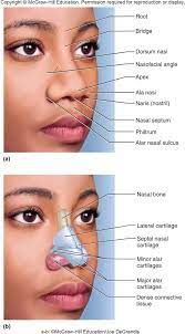 Does The Nose Contain Elastic Cartilage Quora Nose Surgery Eye Lift Surgery Facial Surgery