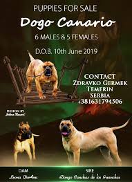 No puppies available at this time. Puppies For Sale Dogo Canario Jelena Dogshows