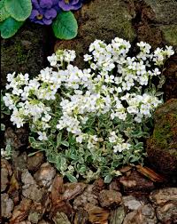 Image result for Arabis alpina